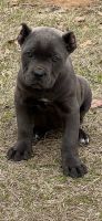9 week old registered cane Corso puppies
