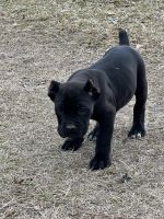9 week old registered cane Corso puppies