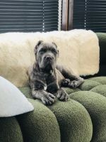 Cane Corso Puppies for sale in Mission, Texas. price: NA