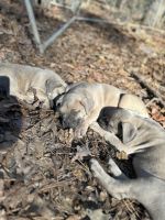Cane Corso Puppies for sale in Warner Robins, Georgia. price: $1,500