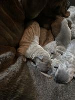 Cane corso puppies for