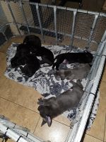 Cane Corso Puppies for sale in Riverside, California. price: NA