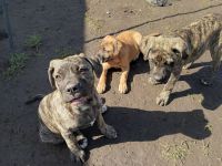 Cane Corso Puppies for sale in Rio Dell, California. price: NA