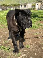 Cane Corso Puppies for sale in Woodlake, California. price: NA