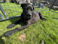 Cane Corso Puppies for sale in Woodlake, California. price: NA