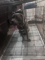 Cane Corso Puppies for sale in Cedar Lake, Indiana. price: $700