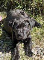 Cane Corso Puppies for sale in Palm Springs, California. price: $1,200