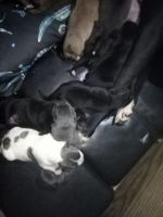 Cane Corso Puppies for sale in Bay Point, California. price: $1,500
