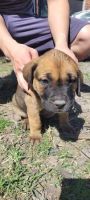 Cane Corso Puppies for sale in Katy, Texas. price: $500