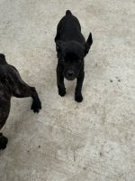 Pure breed cane corsos