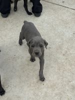 Pure breed cane corsos