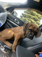Majestic Floppy Ear Female Puppy