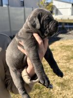 Cane Corso Champion Bloodline