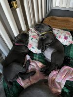 Cane Corso Puppies for sale in Clinton, MD, USA. price: $1,300