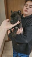 Cane Corso Puppies for sale in Lewistown, MT 59457, USA. price: $2,500