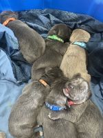 Cane Corso Puppies for sale in Taunton, Massachusetts. price: $1,500
