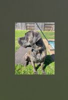 Cane Corso Puppies for sale in Houston, Texas. price: NA