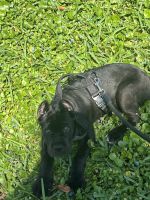 Cane Corso Puppies for sale in Plantation, Florida. price: NA