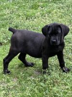 Cane Corso Puppies for sale in Livingston, TX 77351, USA. price: $1,500