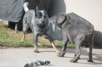 Cane Corso Puppies for sale in Lakeland, FL, USA. price: $1,500