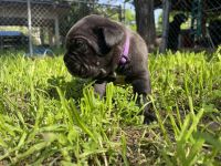 Cane Corso Puppies for sale in Kemp, Texas. price: $500