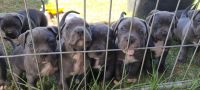 Cane Corso Puppies for sale in Numurkah, Victoria. price: $1,500