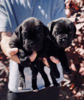 Cane Corso Puppies for sale in Phoenix, AZ, USA. price: NA