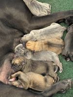 Cane Corso Puppies for sale in Arlington, Washington. price: $2,500