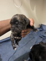 Cane Corso Puppies for sale in Maple Shade, New Jersey. price: $2,000