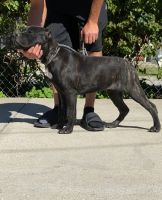 Cane Corso Puppies for sale in Fontana, CA, USA. price: $1,600