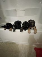 Cane Corso Rare Mixed Breed Puppies!!