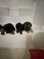 Cane Corso Rare Mixed Breed Puppies!!