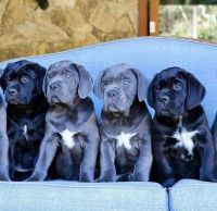 Cane Corso Puppies for sale in Florida City, Florida. price: $1,000