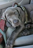 Cane Corso Puppies for sale in Sanford, Florida. price: $1,500