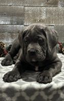 Cane Corso Puppies for sale in Hudson, New Hampshire. price: $1,800