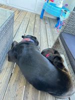 Cane Corso Puppies for sale in Louisville, Kentucky. price: $400