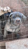Cane Corso Puppies for sale in Pickens, South Carolina. price: $1,500