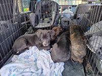 Cane Corso Puppies for sale in Phoenix, Arizona. price: $150