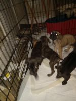 Cane Corso Puppies for sale in Cleveland, Ohio. price: $450