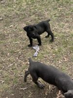 Cane Corso Puppies for sale in Indianola, Iowa. price: $800