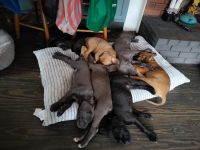 Cane Corso Puppies for sale in Warren, Connecticut. price: $1,000