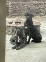 Cane Corso Puppies for sale in Menifee, California. price: $700