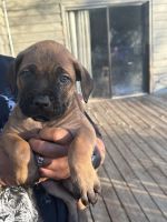 Cane Corso Puppies for sale in Greenwood, South Carolina. price: $1,500
