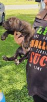 Cane Corso Puppies for sale in Ocala, Florida. price: $2,000