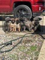 Cane Corso Puppies for sale in Lansing, MI, USA. price: $1,800