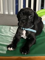 Cane Corso Puppies for sale in Clinton, MD, USA. price: $1,100