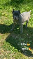 Cane Corso Puppies for sale in Hopkinsville, Kentucky. price: NA