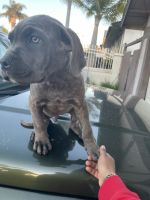 Cane Corso Puppies for sale in San Diego, California. price: $600
