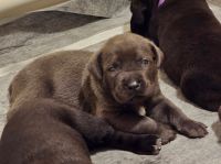 Cane Corso Puppies for sale in Scottdale, Pennsylvania. price: $2,700