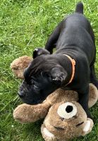 Cane Corso Puppies for sale in Anderson, Indiana. price: $2,200